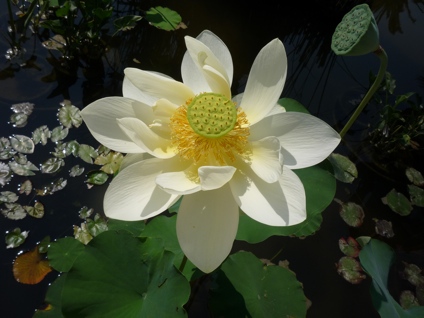 Lotus, Oregan House CA (photo by Peter Aranyi)