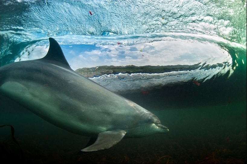 Dolphin-wildlife-photo-winner