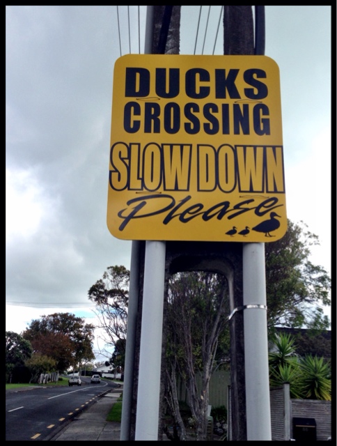 duck crossing